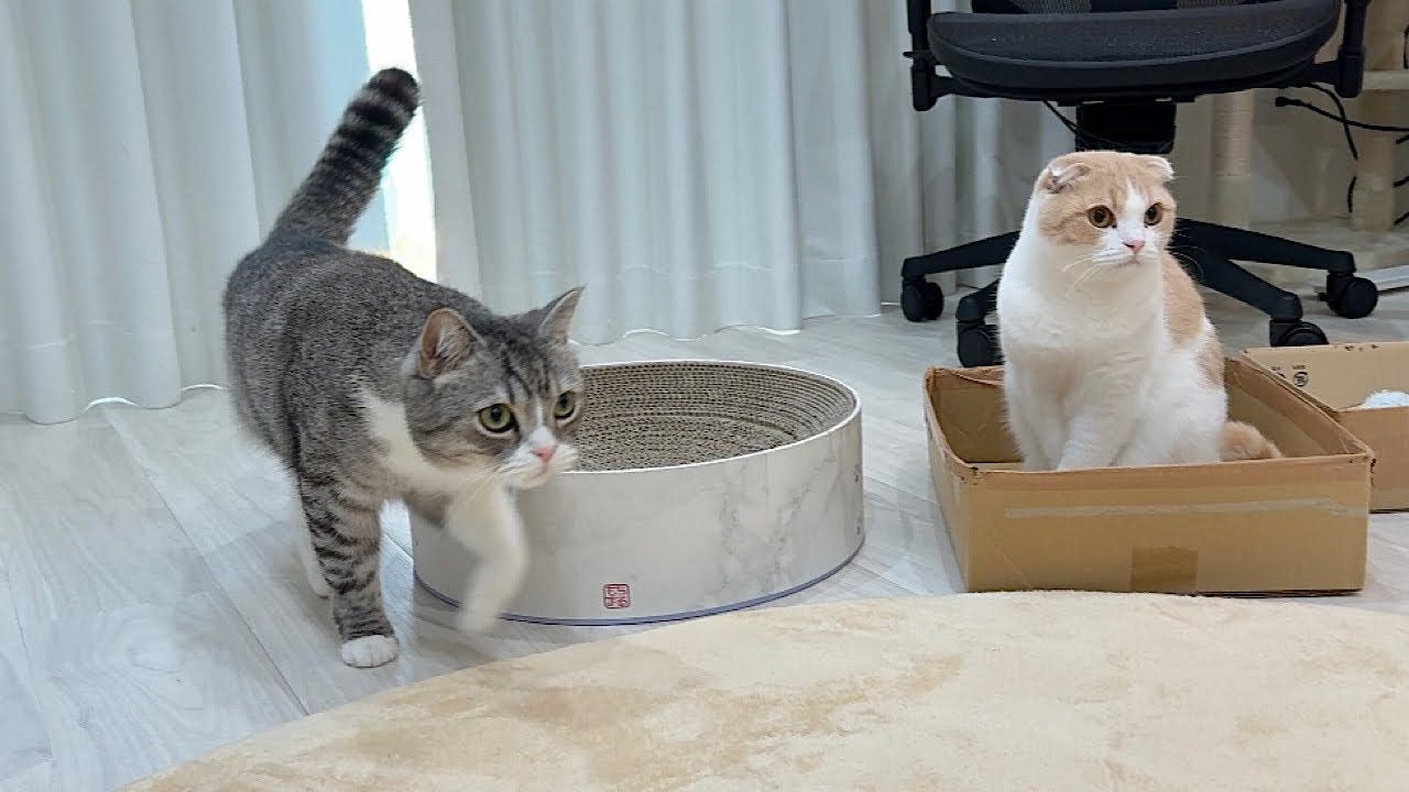 飼い主が出張から帰宅！足音が聞こえた瞬間の猫たちが可愛すぎる！