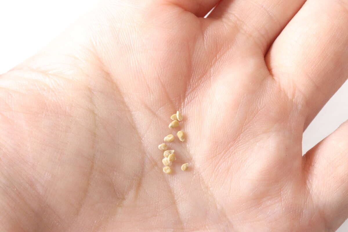 ダイソー　農薬不使用ナチュラル栽培セット