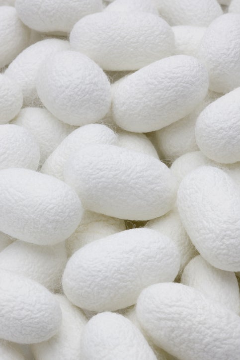 繭の中でカイコを守る「セリシン」