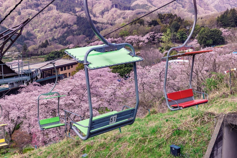 さがみ湖桜まつり／画像提供：富士急行