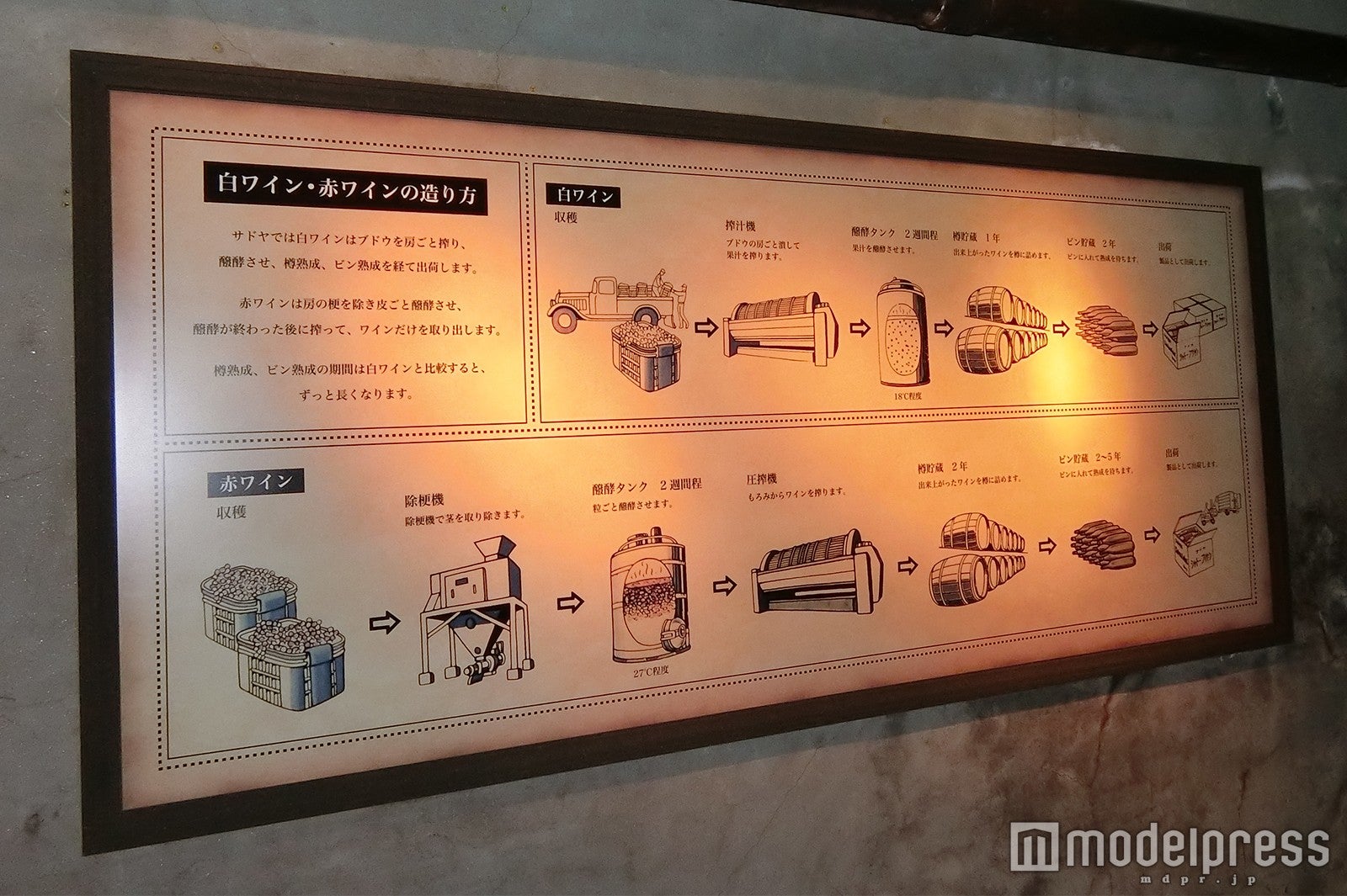 サドヤワイナリー（C）モデルプレス