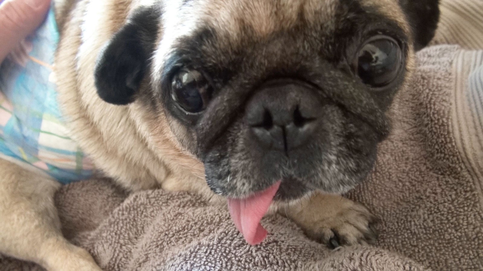 パグゾウ（C）フジテレビ