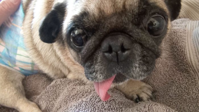 パグゾウ(C)フジテレビ