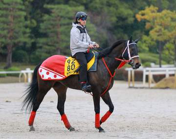 【ヴィクトリアM】ラヴァンダ 中村師が満足げ「いい所引けた」 仕上がりも問題なし！後は岩田望におまかせだ