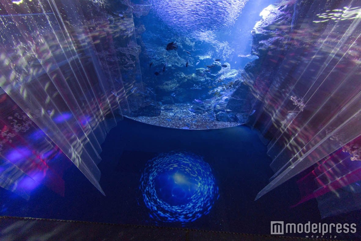 いわしの桜吹雪／画像提供：ワン・トゥー・テン・ホールディングス