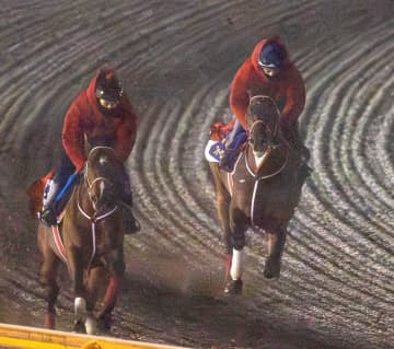 【サウジC】フォーエバーヤング 連覇へ国内最終追い切りで圧巻の動き披露 坂井「十分。しっかり動けていた」