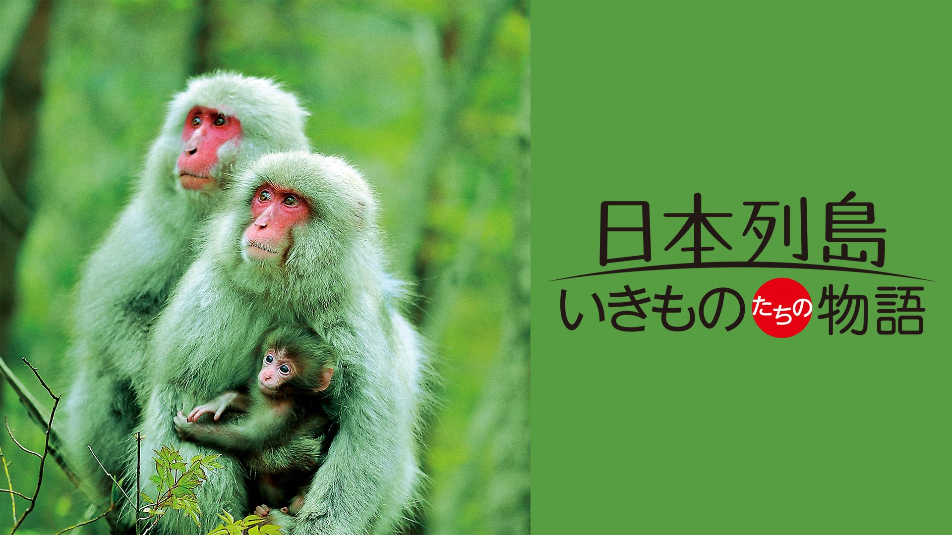 「日本列島　いきものたちの物語」（提供画像）