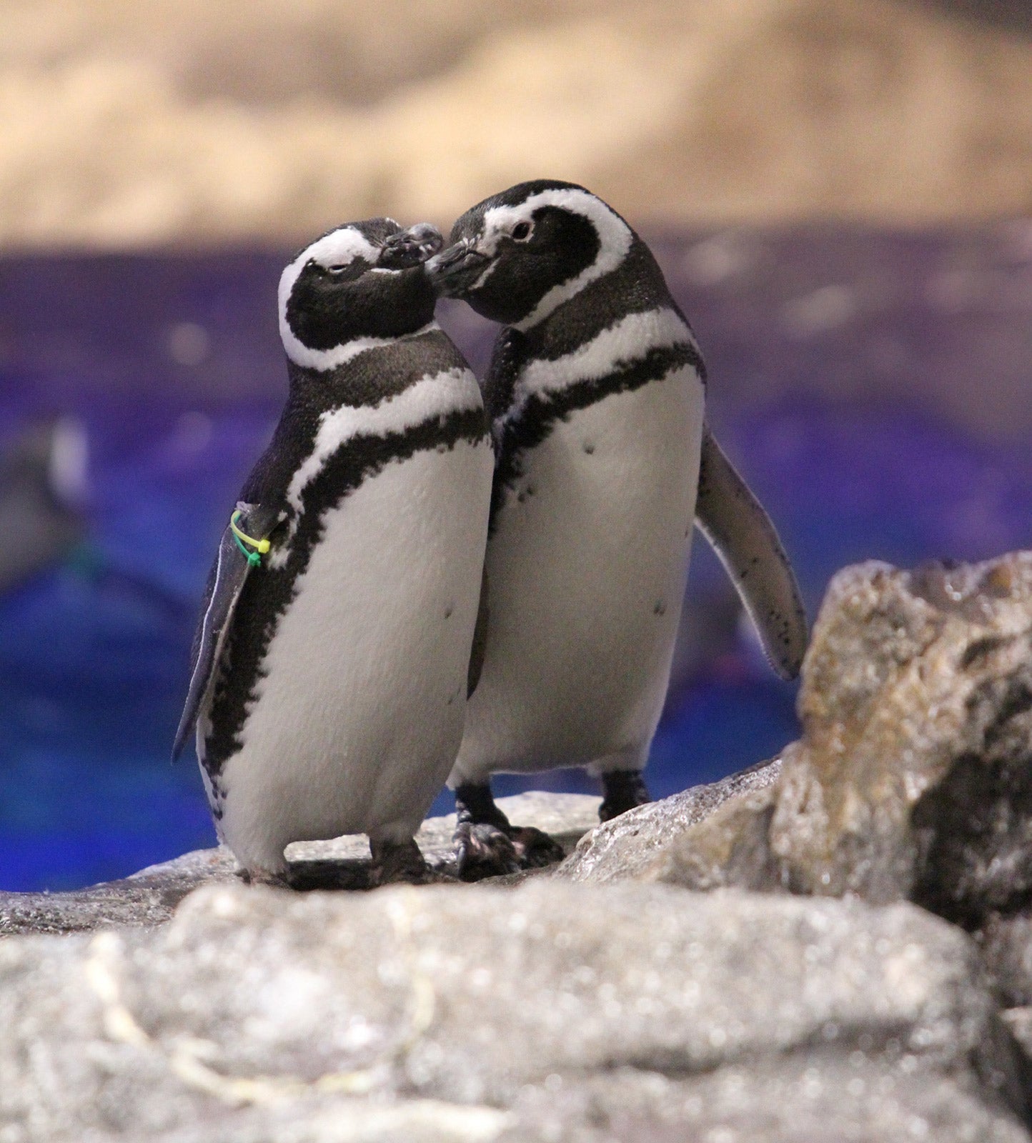 恋する水族館。Sweet Penguins／画像提供：オリックス株式会社