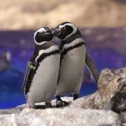 恋する水族館。Sweet Penguins／画像提供：オリックス株式会社