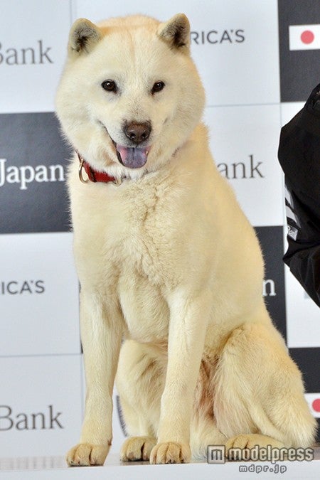 白戸家のお父さん