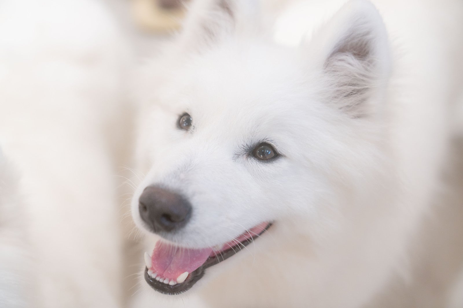 Samoyed Lounge moffu／提供画像
