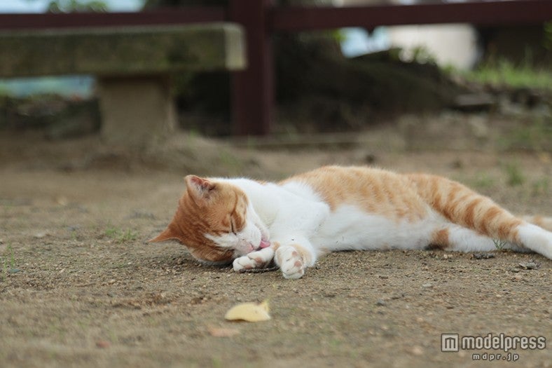 少し歩けば至る所で可愛い猫と出会える尾道