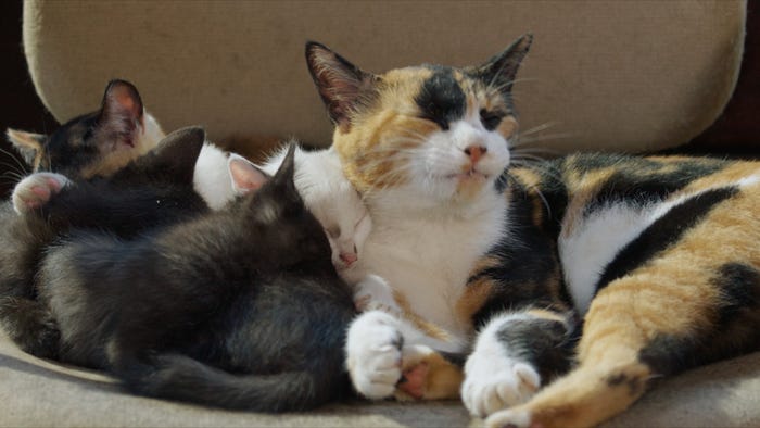 (C)「劇場版 岩合光昭の世界ネコ歩き2」製作委員会 (C)Mitsuaki Iwago