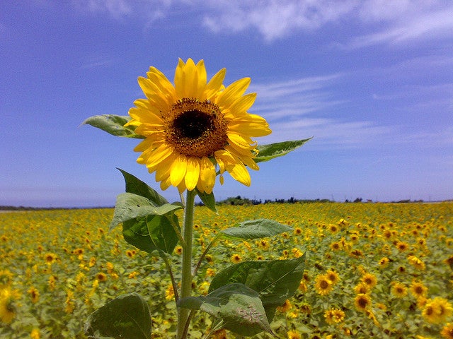 秋が見頃のひまわり畑で夏を感じよう／Sunflower field by rrt_jp