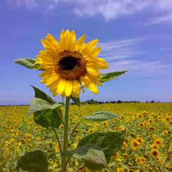秋が見頃のひまわり畑で夏を感じよう／Sunflower field by rrt_jp