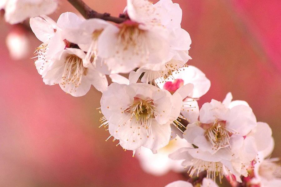 府中市郷土の森博物館の梅