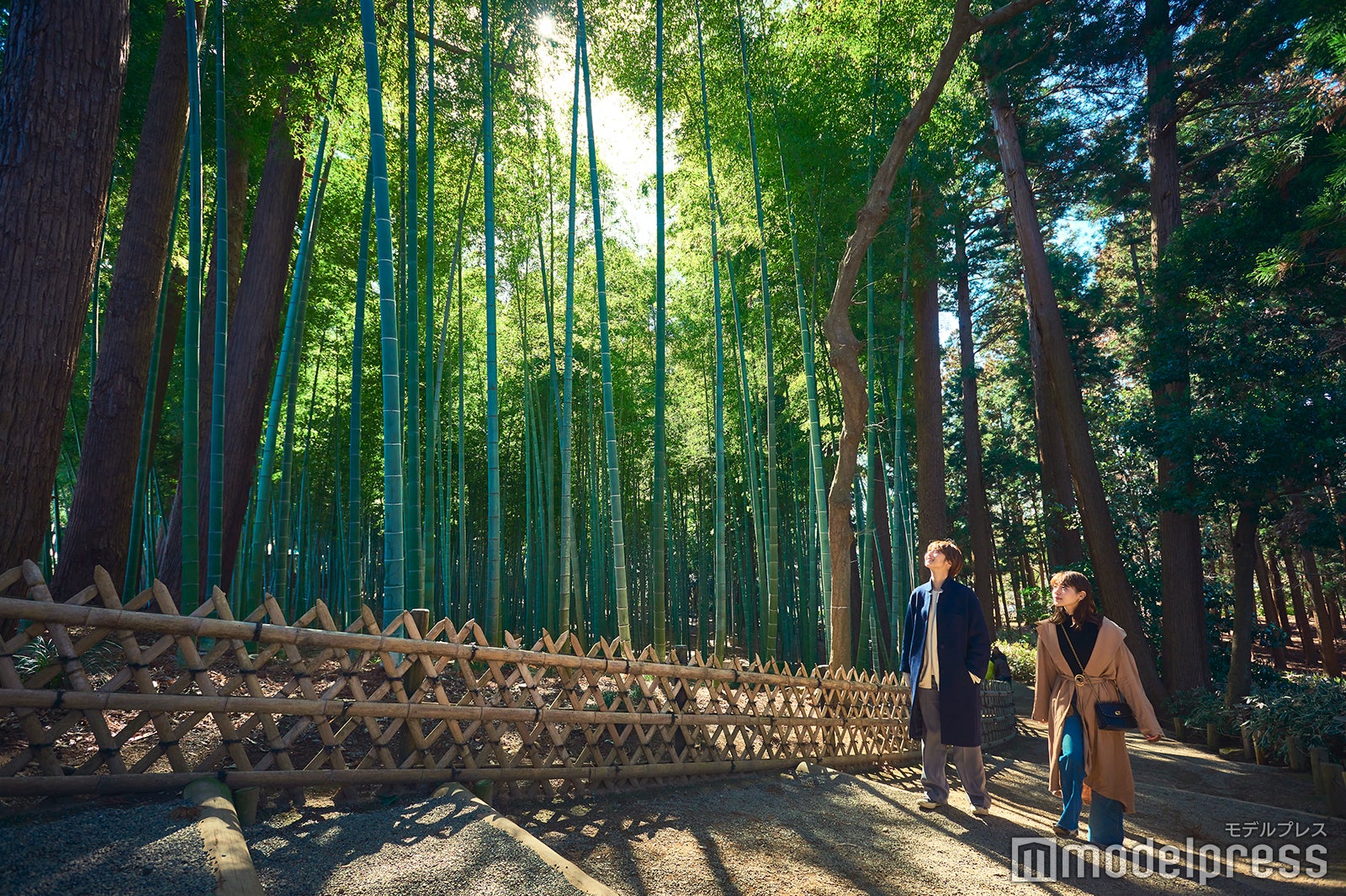 孟宗竹林（C）モデルプレス
