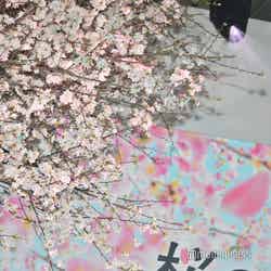 「桜のような僕の恋人」プレミアイベントに咲いていた桜 （C）モデルプレス