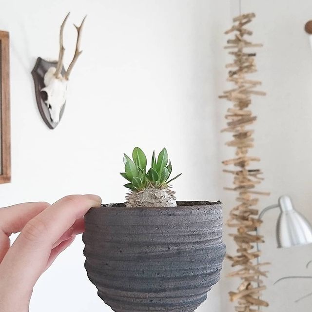 おしゃれで小さめの観葉植物を飾りませんか インテリアとしても なおすすめをご提案 モデルプレス おしゃれで小さめの観葉植物を飾りませんか インテリアとしても なおすすめをご提案 モデルプレス