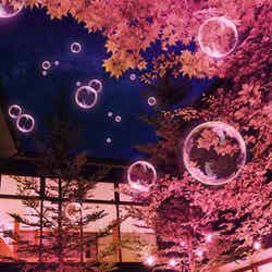 夜桜チルナイト／画像提供：星野リゾート