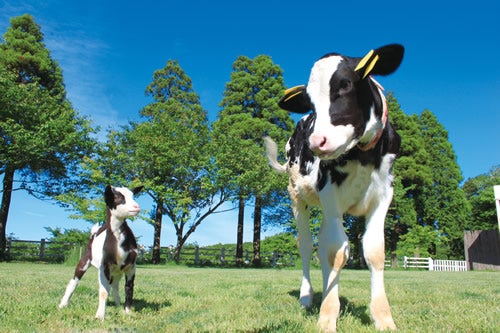 牛とヤギ／画像提供：成田ゆめ牧場