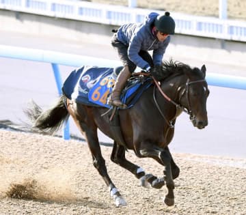 【根岸S】ウェイワードアクト 仕上げ万全 1週前追いでグッと来た！大舞台見据え余裕十分 厩舎の大先輩・レモンポップ追う