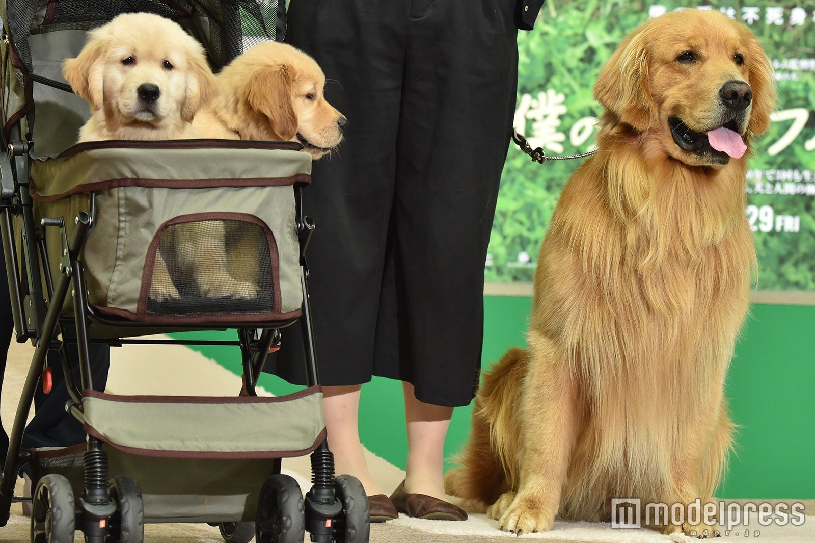 ほかにもワンちゃんたちがいっぱい（C）モデルプレス