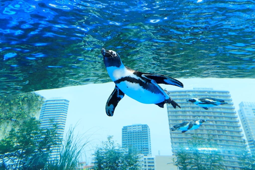 「サンシャイン水族館」屋外エリアが一新 世界初の“空飛ぶペンギン”お披露目
