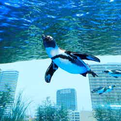 「サンシャイン水族館」屋外エリアが一新 世界初の“空飛ぶペンギン”お披露目/画像提供:株式会社サンシャインシティ