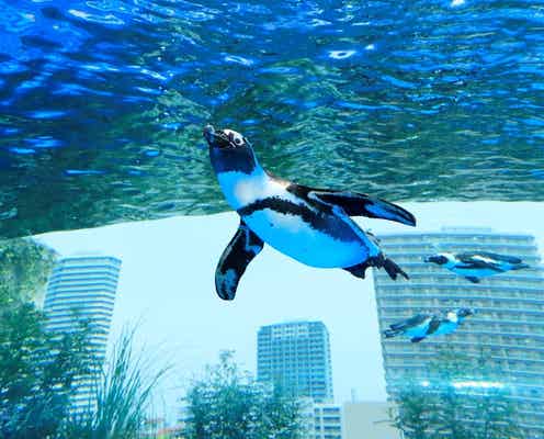 「サンシャイン水族館」屋外エリアが一新 世界初の“空飛ぶペンギン”お披露目