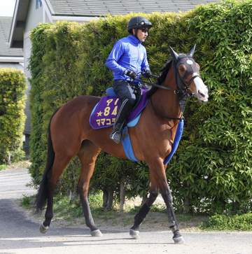 福島牝馬S12着のフィールシンパシーが引退へ 東京スプリント5着のママコチャはさきたま杯を視野に