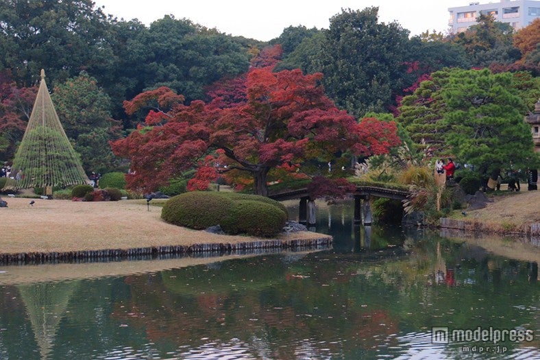 冬の風物詩「雪吊り」