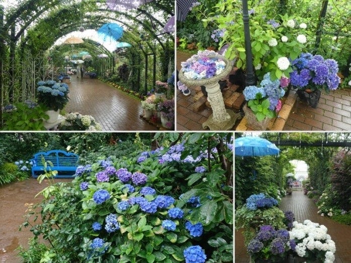 横浜イングリッシュガーデンのあじさい（2021年撮影）