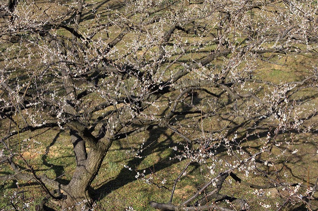 越生梅林／Ume / Prunus mume / 梅(ウメ) by TANAKA Juuyoh (田中十洋)