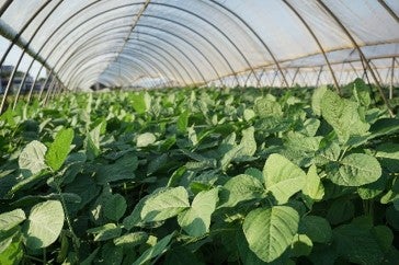 野菜収穫／画像提供：マリントピアリゾート