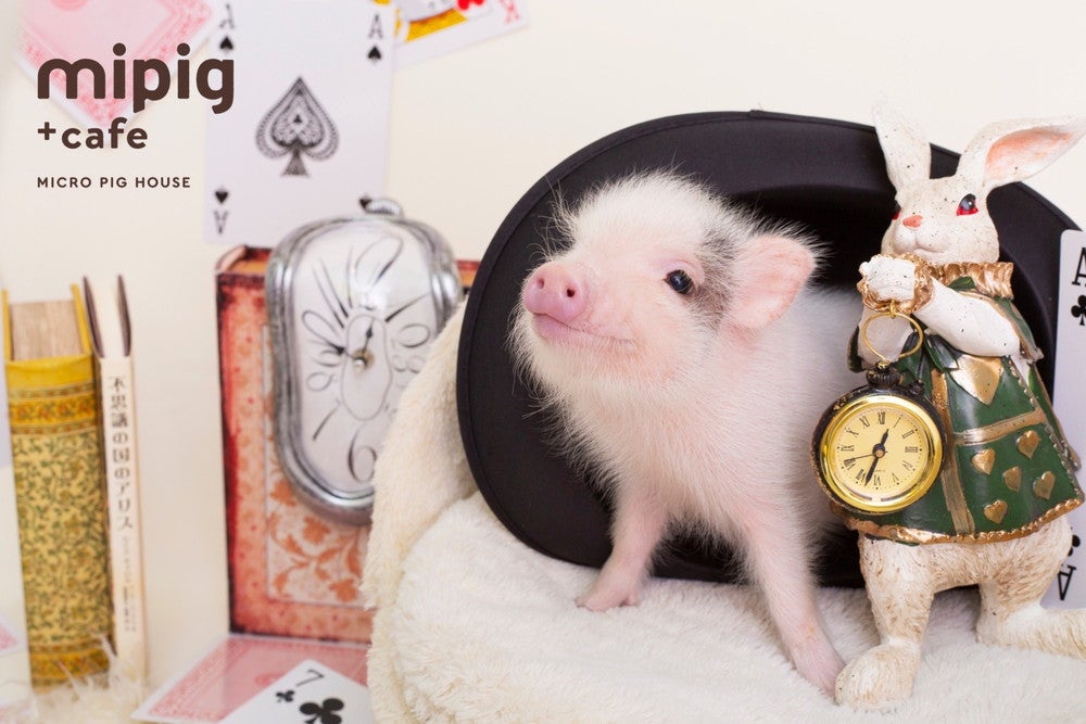 マイピッグカフェ 福岡店／画像提供：SaLaDa 