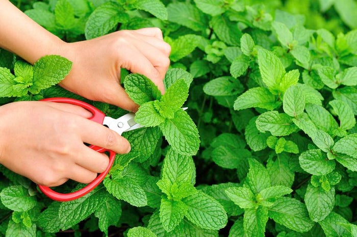 7月は雑草並みの生命力を持つ ペパーミント を植えよう ベランダ菜園におすすめの野菜 ハーブ 18 モデルプレス