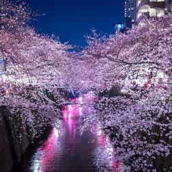 満開の夜桜（目黒川）（C）すしぱく