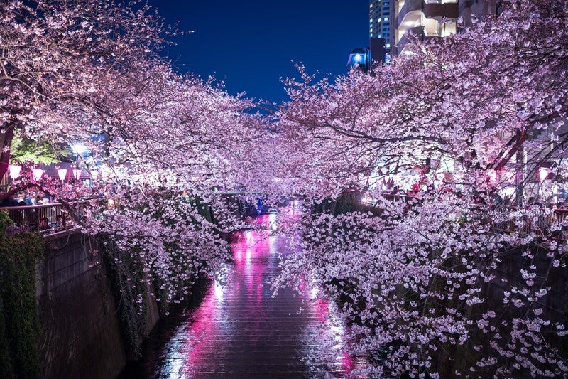 満開の夜桜（目黒川）（C）すしぱく