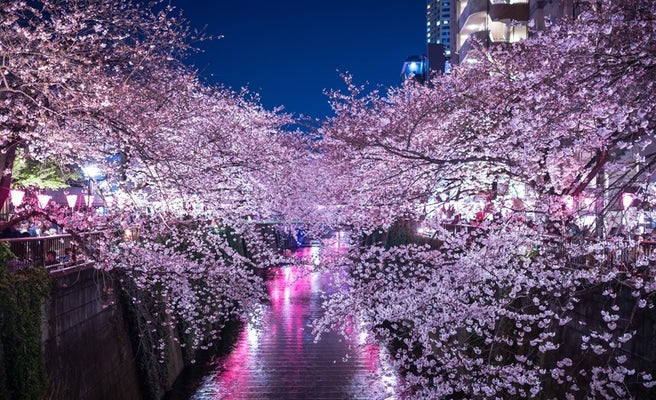 中目黒の桜ライトアップ 21年も開催中止 女子旅プレス 中目黒の桜ライトアップ 21年も開催中止 女子旅プレス