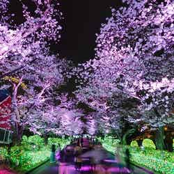 夜桜ジュエルミネーション/画像提供:よみうりランド