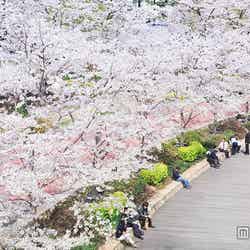 ソメイヨシノやヤエベニシダレなど8種類、計約150本の桜を楽しめる