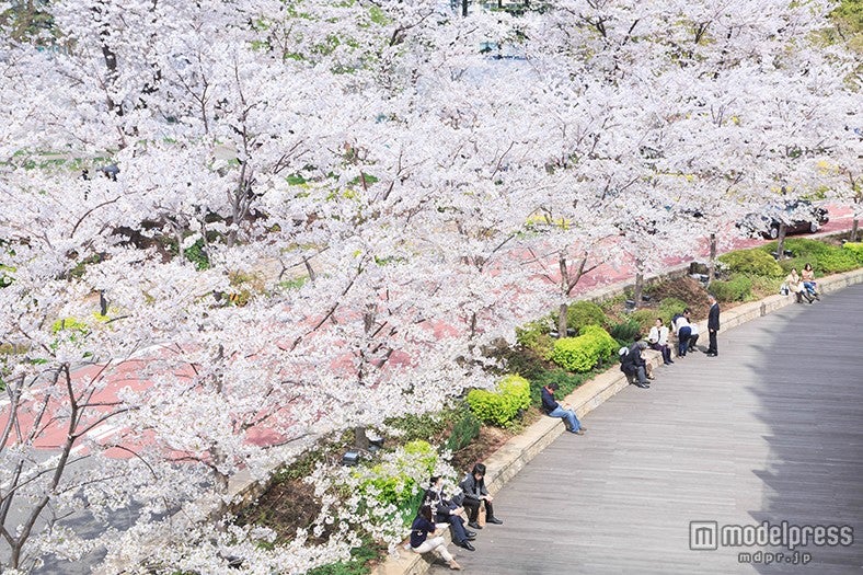 ソメイヨシノやヤエベニシダレなど8種類、計約150本の桜を楽しめる
