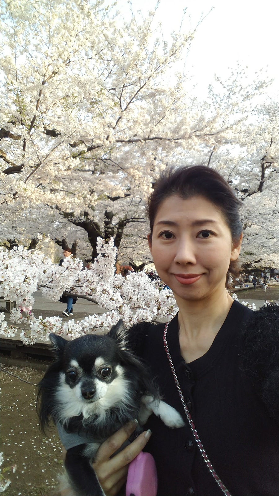 愛犬と桜満開の下（提供写真）