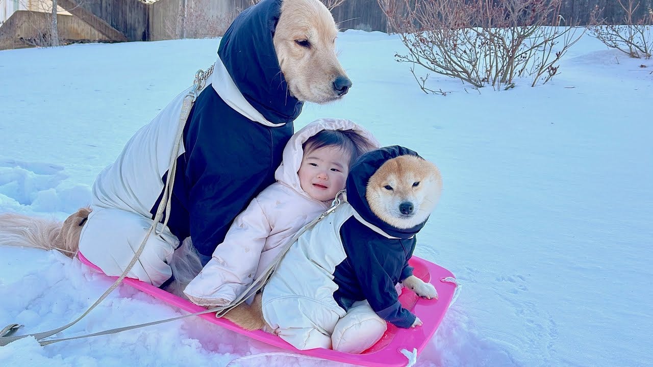 豆柴＆ゴールデンレトリバーが0歳児と雪遊び！