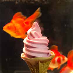 金魚ソフトクリーム／画像提供：すみだ水族館