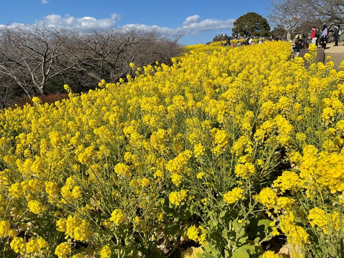 吾妻山の菜の花（2024年1月撮影）