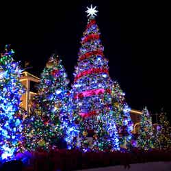 クリスマスツリー/提供画像