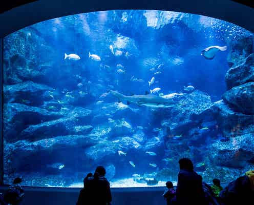 すみだ水族館&京都水族館で一時休館
