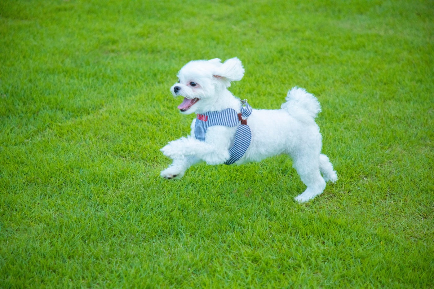 グランハイド ウィズ ドッグ コマツ／画像提供：エイチ・アイ・エス